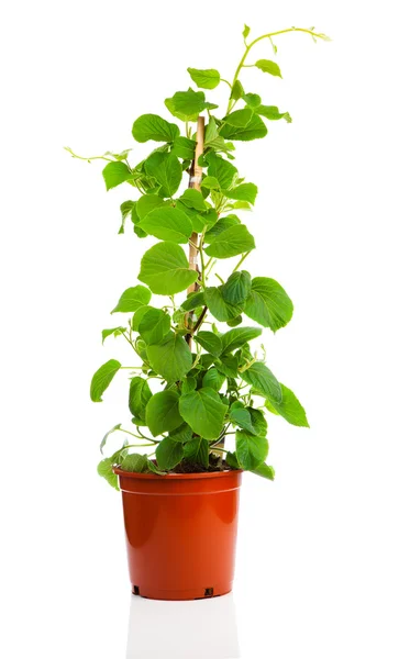 Actinidia deliciosa planta sobre fundo branco — Fotografia de Stock