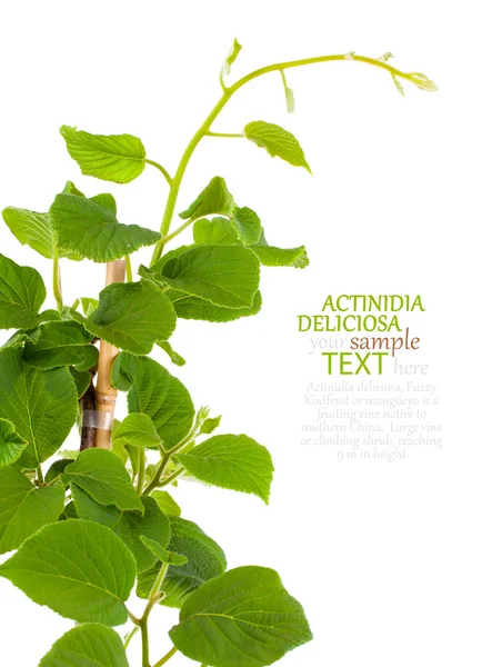 Actinidia deliciosa rostlina na bílém pozadí — Stock fotografie