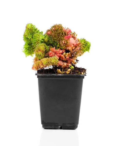 Sedum is a large genus of flowering plants in the family Crassul — Stock Photo, Image