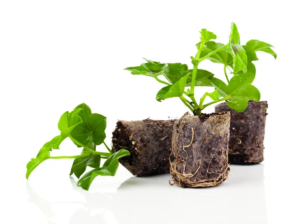 Geranium with roots, ready to plant — Stock Photo, Image