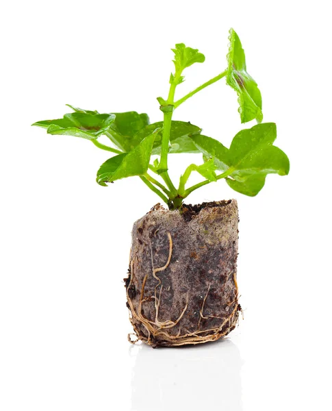 Geranium with roots, ready to plant — Stock Photo, Image