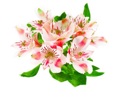 alstroemeria çiçekler üzerinde beyaz izole