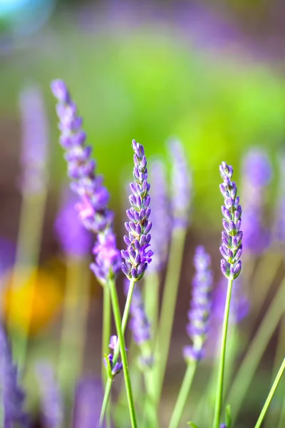 Lavendelblüten im Garten — Stockfoto