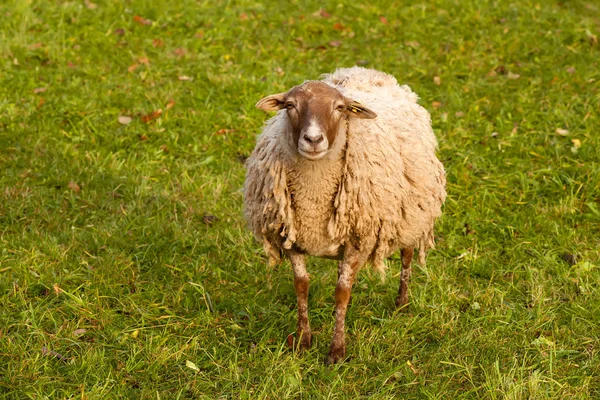 Jeden owiec w dziedzinie — Zdjęcie stockowe