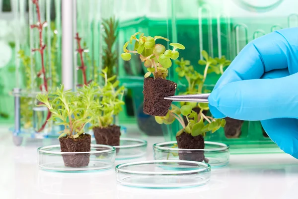 Afbeelding van iemands handen in blauwe rubberen handschoen houden een sm — Stockfoto