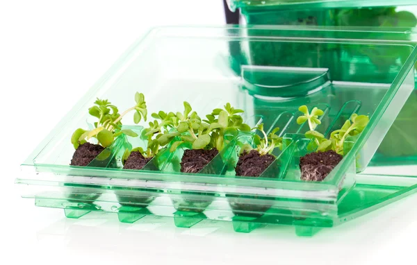 Bitkiler, beyaz b plastik kutu içinde ulaşım için fidan