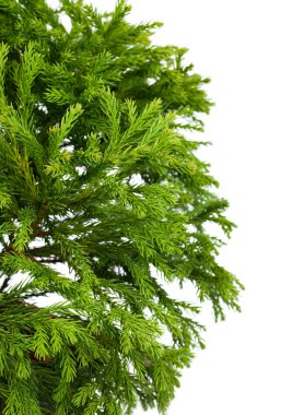 Japon çamı japonica 'Globosa Nana' (cüce küre Japonca sedir)