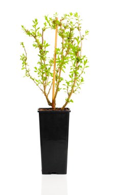 genç bitki fidan Goji berry veya Lycium barbarum tencerede, w