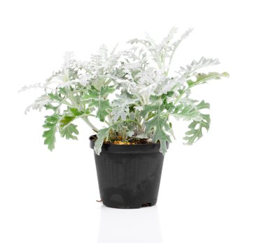 Jacobaea maritima veya gümüş ragwort bitki