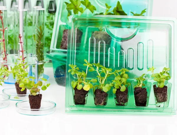 Plants, seedlings for transportation  in plastic box, on white b — Stock Photo, Image