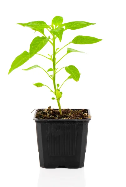 Pepperoni seedlings in a pot, on white background — Stock Photo, Image