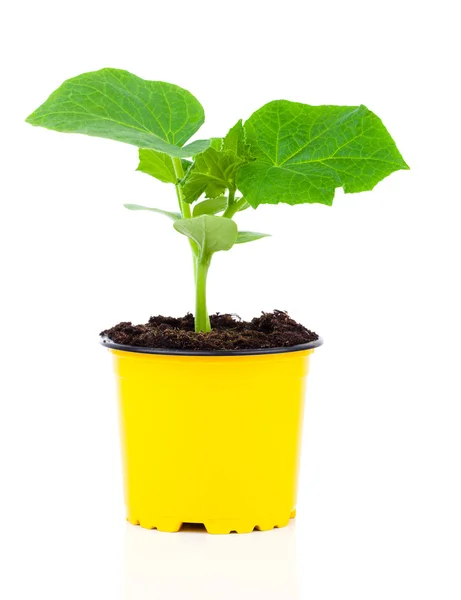 在一个锅里，白色背景上的黄瓜幼苗 — 图库照片