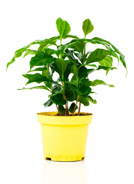 Rostlin kávovníku na bílém pozadí — Stock fotografie