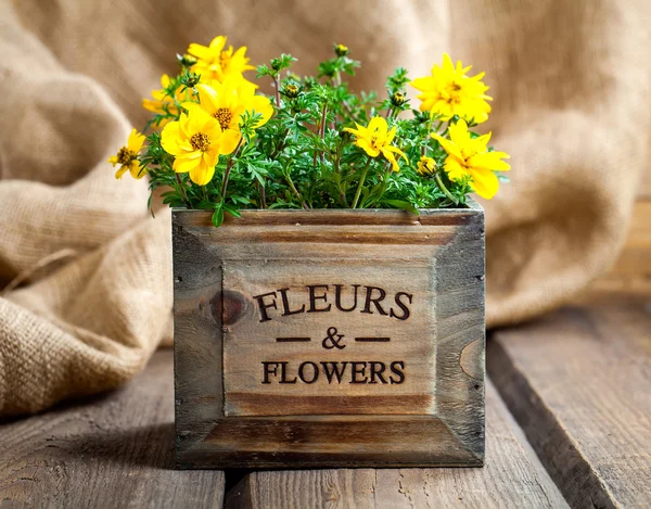 Gele bloemen Goldmarie of Bidens ferulifolia of Bidens Goldilo — Stockfoto