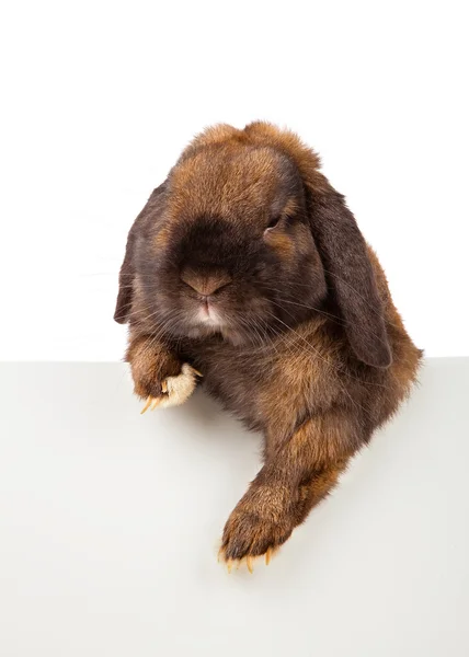 Metin yazma için levha ile tavşan — Stok fotoğraf