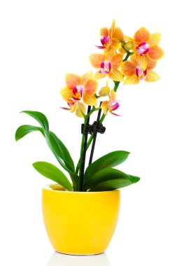 beautiful yellow orchid in pot isolated on white clipart