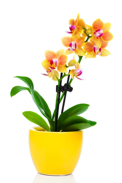 Orquídea amarela bonita no potenciômetro isolado no branco — Fotografia de Stock