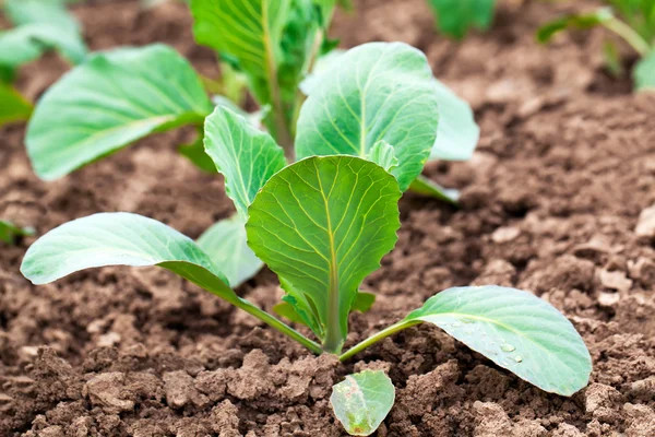 Plantation de semis de chou dans le potager — Photo