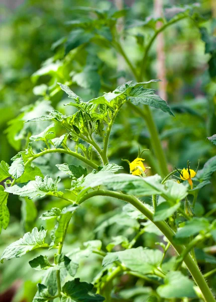 Nahaufnahme blühender Tomaten — Stockfoto