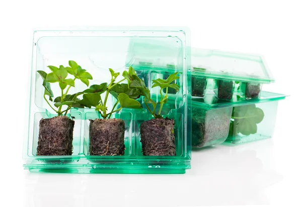 Planten, zaailingen voor vervoer in plastic doos, op witte ba — Stockfoto