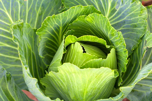 Soft focus of Big cabbage in the garden — Stock Photo, Image