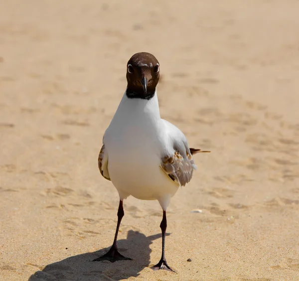 Gull svart headed Gull på en sandstrand — Stockfoto