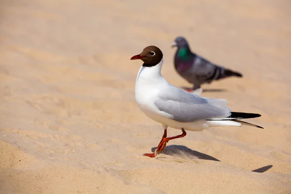 Gull Black headed Gull on a sandy beach — Stock Photo, Image