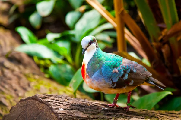 The pigeon, is very colorful. — Stock Photo, Image
