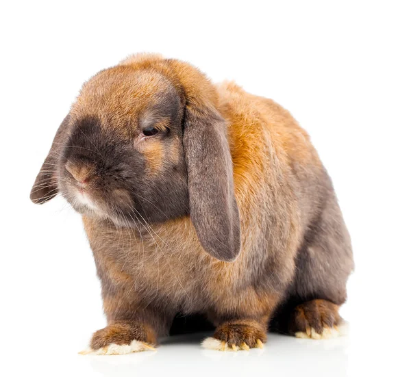 Imagem isolada de um coelho castanho . — Fotografia de Stock