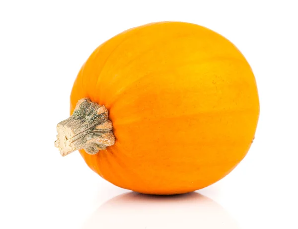 Fresh pumpkin on white — Stock Photo, Image