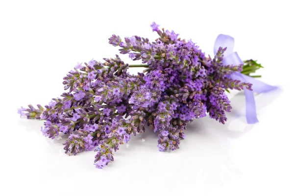 Bunch of lavender flowers on white background