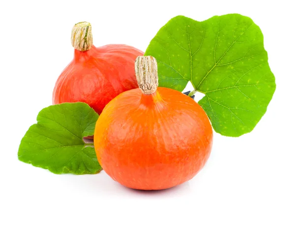 Pumpkin on white — Stock Photo, Image