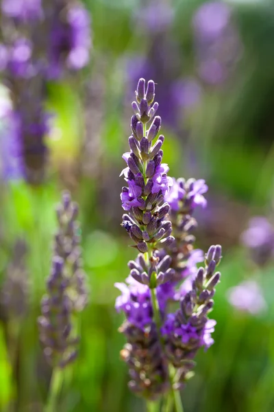 Lavendel blomma i fältet — Stockfoto