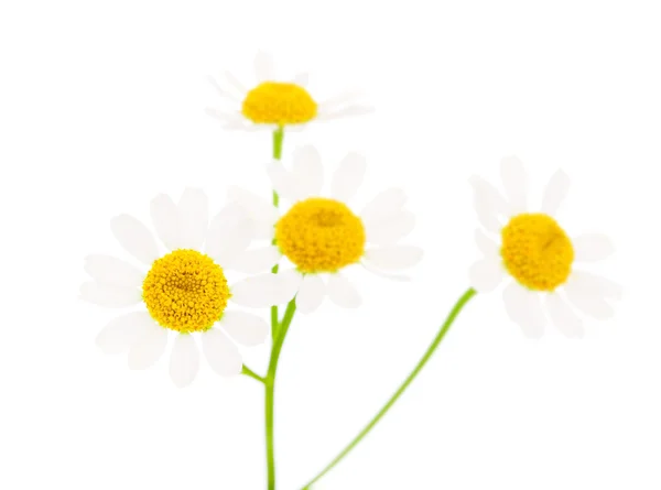 Camomile flower on a white background — Stock Photo, Image