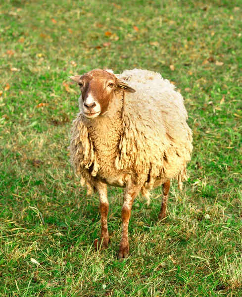 Одна овца в поле — стоковое фото