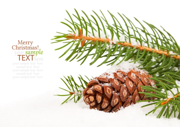 Christmas pine cone on the snow — Stock Photo, Image