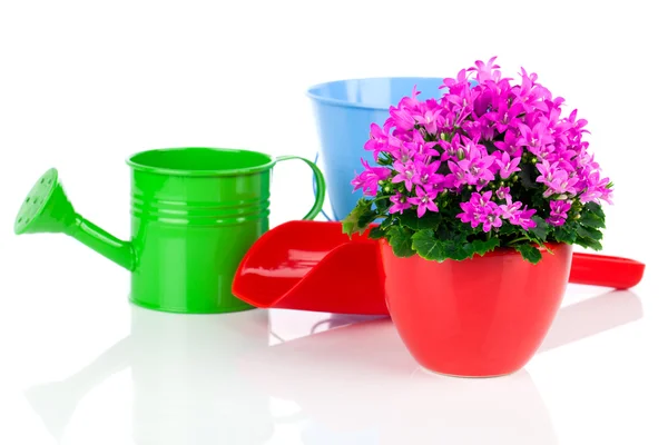 Campanula flowers with watering can, on white background — Stock Photo, Image