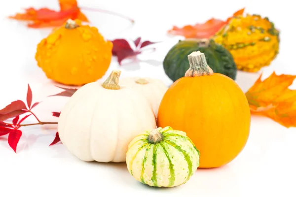 Mini calabazas sobre blanco —  Fotos de Stock