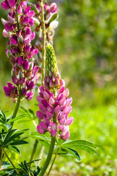 Zeldzame roze Lupin bloem (Lupinus) — Stockfoto