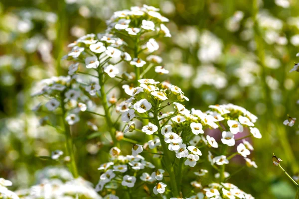 Vita blommor söt alyssum (lobularia maritima) i trädgården — Stockfoto