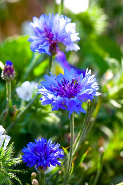 Blauwe korenbloemen groeien in een veld. kleine scherptediepte scherpte — Stockfoto