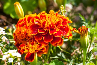 yakın çekim fotoğraf turuncu tagetes çiçek (su). Seçici fo