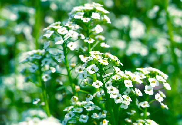 White flowers Sweet Alyssum (Lobularia maritima) in garden — Stock Image White flowers Sweet Alyssum (Lobularia maritima) in garden Royalty Free Stock Photos