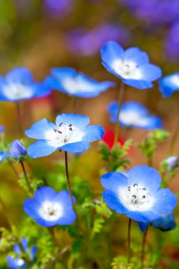 Nemophila flower field, blue flowers in the garden clipart