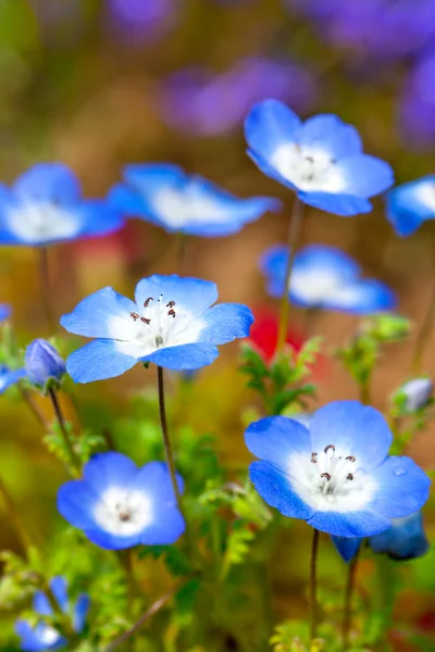 Campo de flores de Nemophila, flores azules en el jardín — Foto de Stock