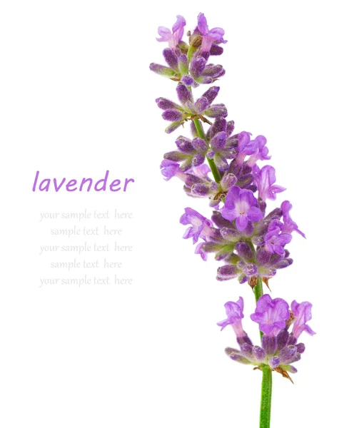 Bando de lavanda sobre um fundo branco . — Fotografia de Stock