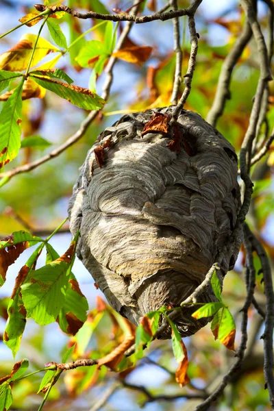 Wespennest hängt in einem Baum mit Herbstblättern. — Stockfoto