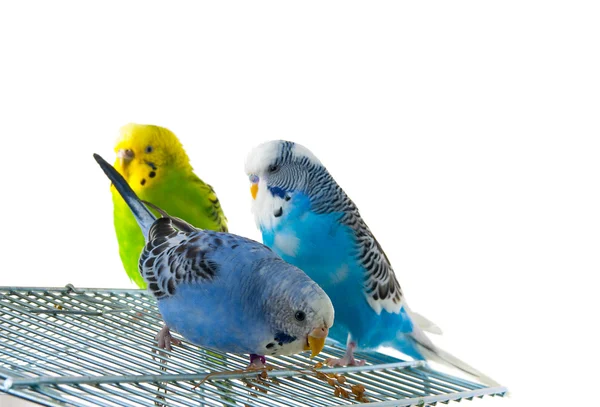 Three budgerigars on cage, white background — Stock Photo, Image