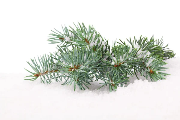 Rama del árbol de Navidad en la nieve, sobre fondo blanco — Foto de Stock