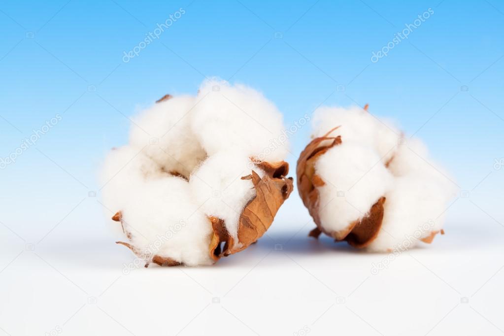 Cotton soft plant with reflection on blue background